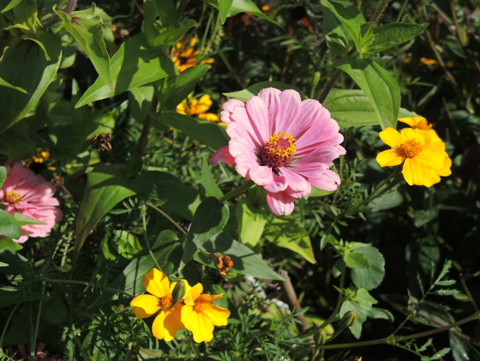Sogar im Herbst blühen die Blumen in Elfriede Muntwylers Garten noch wie zu ihren besten Zeiten