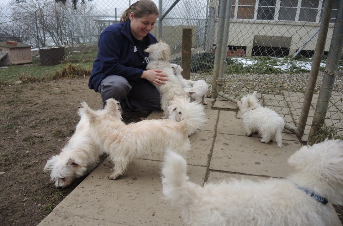 Tierheim Untersiggenthal Vernachlässigte Hunde lernen nun «Sitz» und