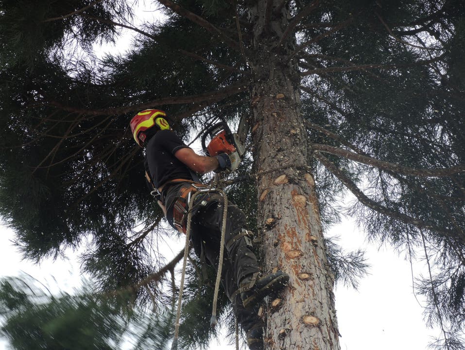 Pius Graf vom Stadtforstamt klettert Meter für Meter den Baum hoch und schneidet dabei die Äste.