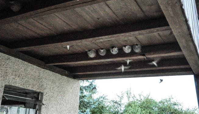 Jeden Abend beim Eindämmern sind auf dem Hof von Guido und Leo Koch in Büttikon Dutzende von Schwalben zu beobachten, die in ihre Nester unter dem Scheunendach fliegen. Toni Widmer