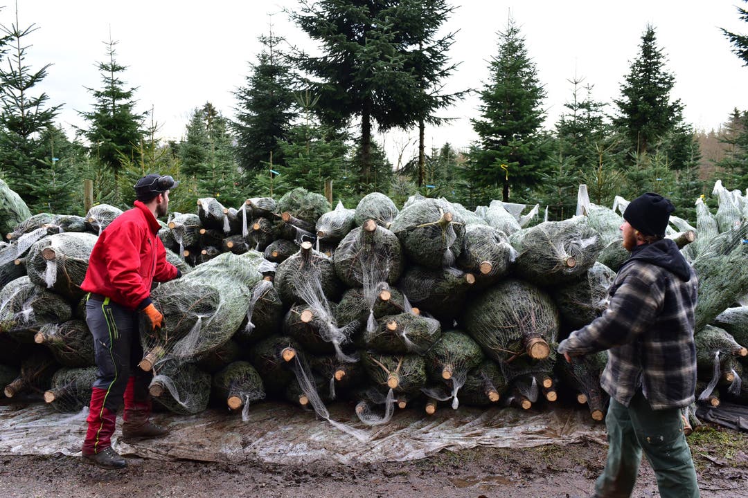 Die frisch geschnittenen und in Netze abgepackten Bäume werden nach Grösse sortiert und an Grossisten, Bürgergemeinden und auch Private verkauft.