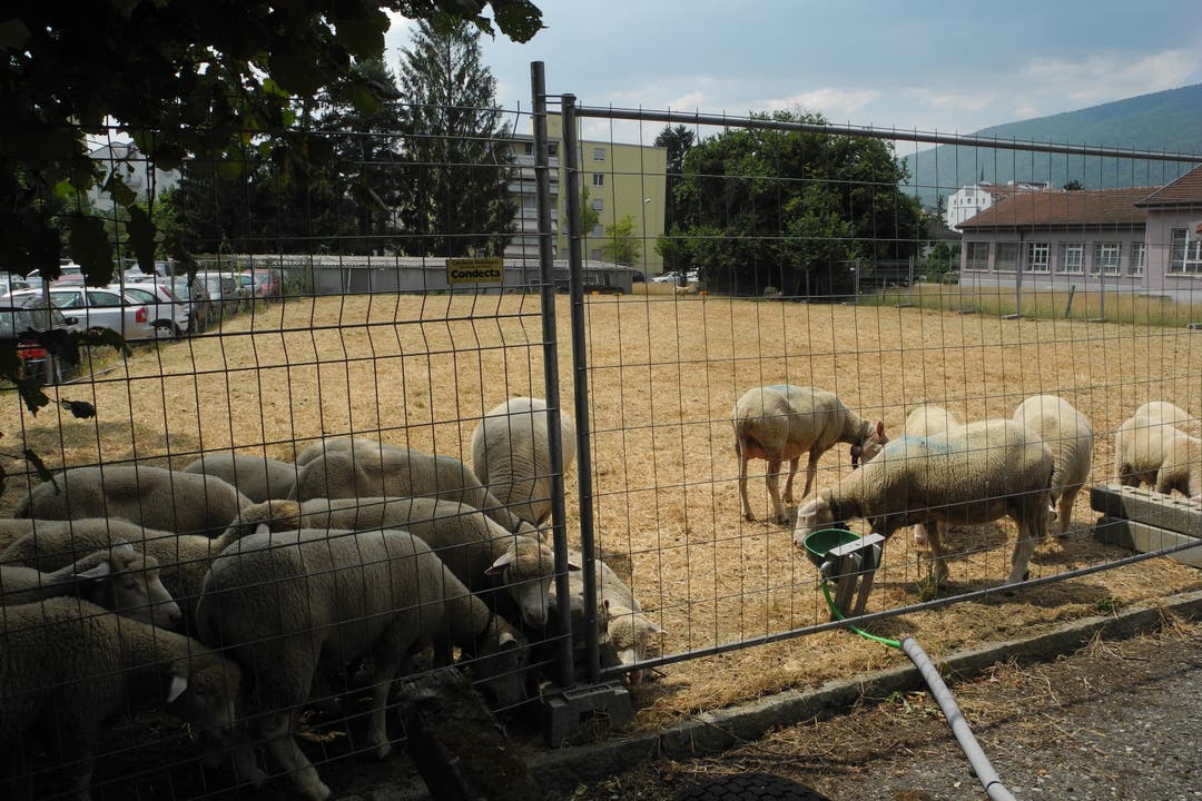 Diese Schafe betteln um Futter, Wasser ist vorhanden