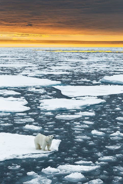 What Will The Future Hold - Eisbaer im unendlichen Arktischen Meer bei ca. 83 Grad, noerdlich von Svalbard, Spitsbergen.
