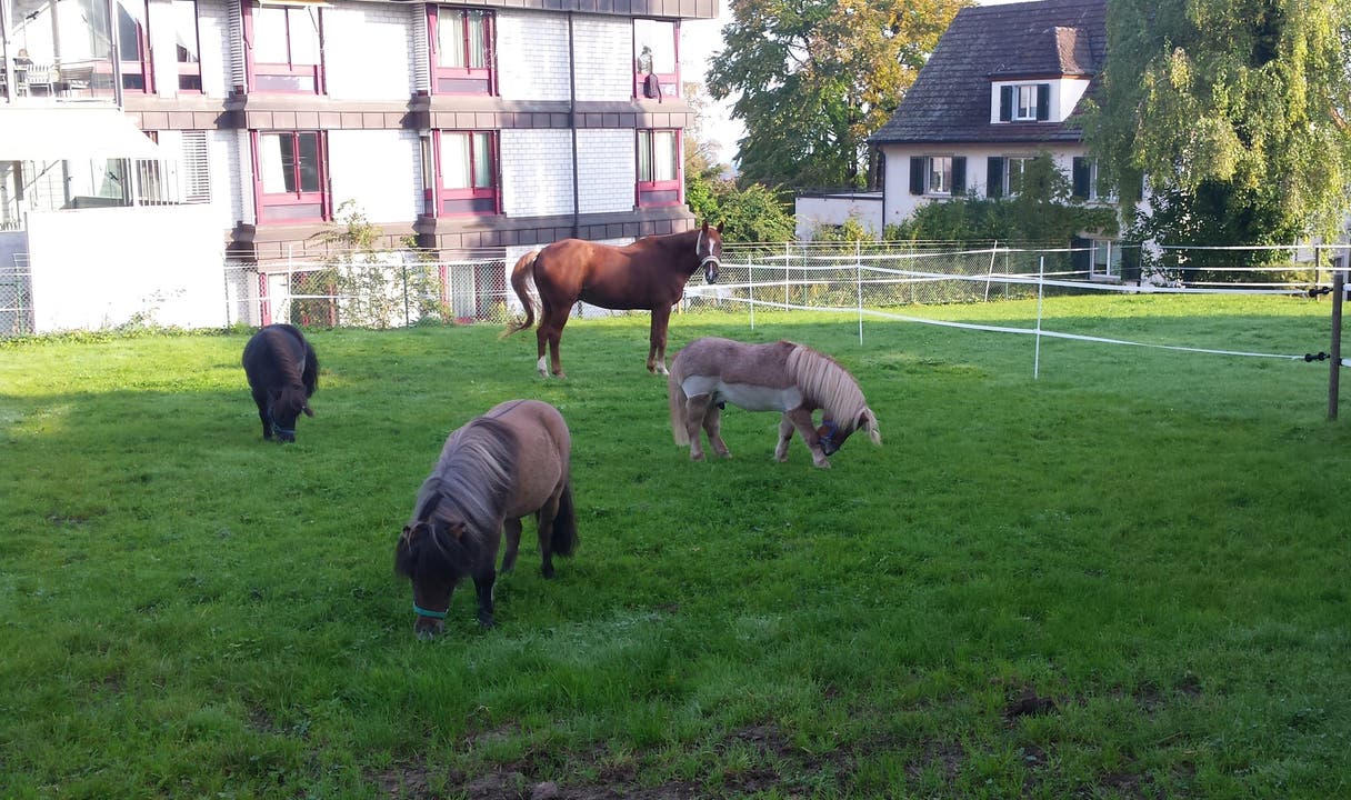Ponysuche in Oetwil am See