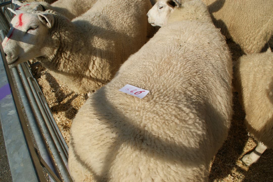 Dieses Schaf hat die Richter beeindruckt und überall Höchstnoten erhalten