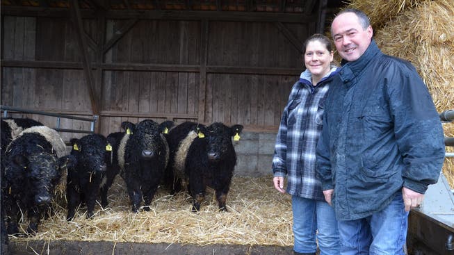 Neugierig beäugen die Galloway Rinder ihre Besitzer Erika Meier und Andreas Hartmann im Winterquartier der Tiere.