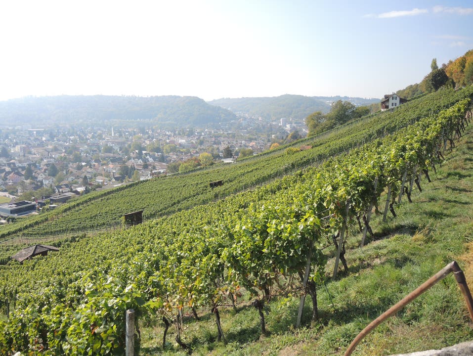 Wümmet 2015 – ein Einblick in die Traubenernte in der Region Baden.
