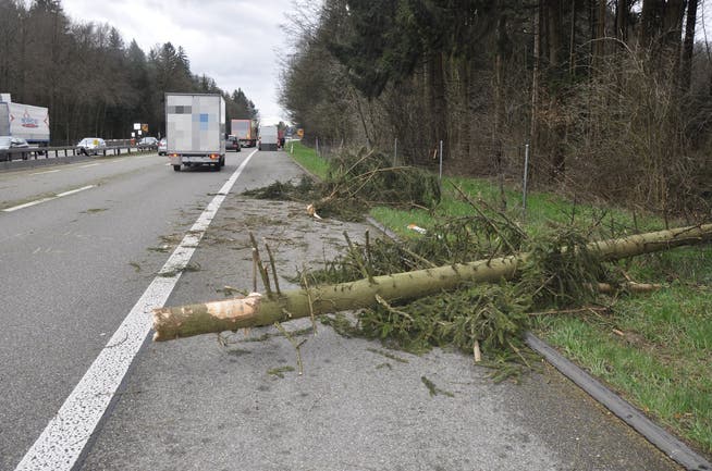 Dieser Baum fiel zwischen Kriegstetten und Kirchberg auf die Autobahn.