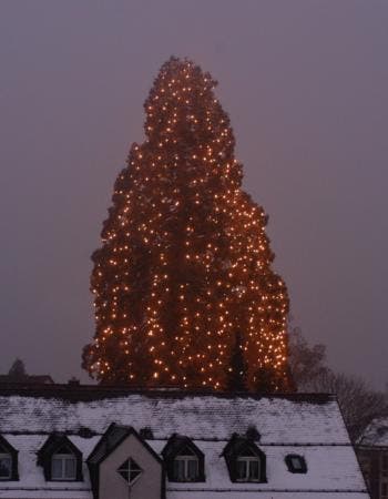 Der Baum an Weihnachten