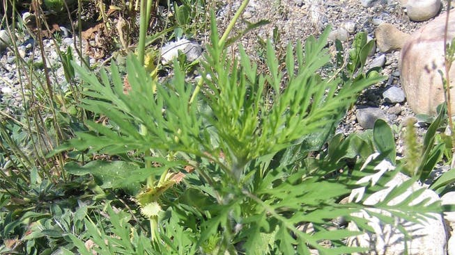 Die gesundheitsschädigende Pflanze Ambrosia wurde im Kanton Solothurn bereits ausgerottet. (Archiv)