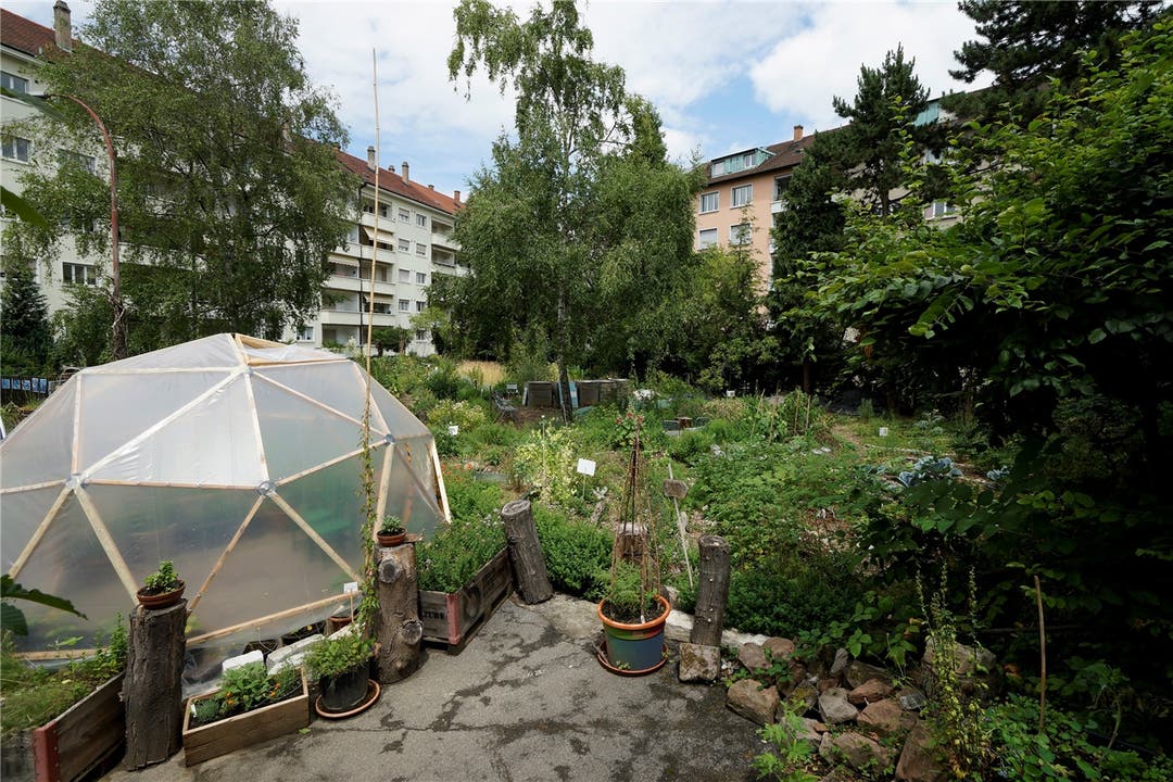 Der Gemeinschaftsgarten Landhof in der Stadt Basel. Kenneth Nars