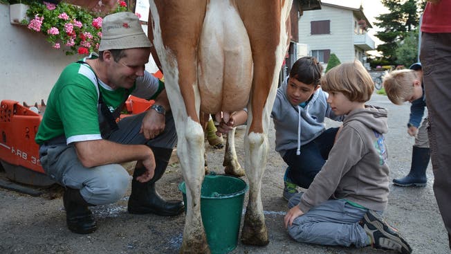 Von Hand: Kuh Ladina zeigt sich geduldig bei den Melkversuchen der Buben.