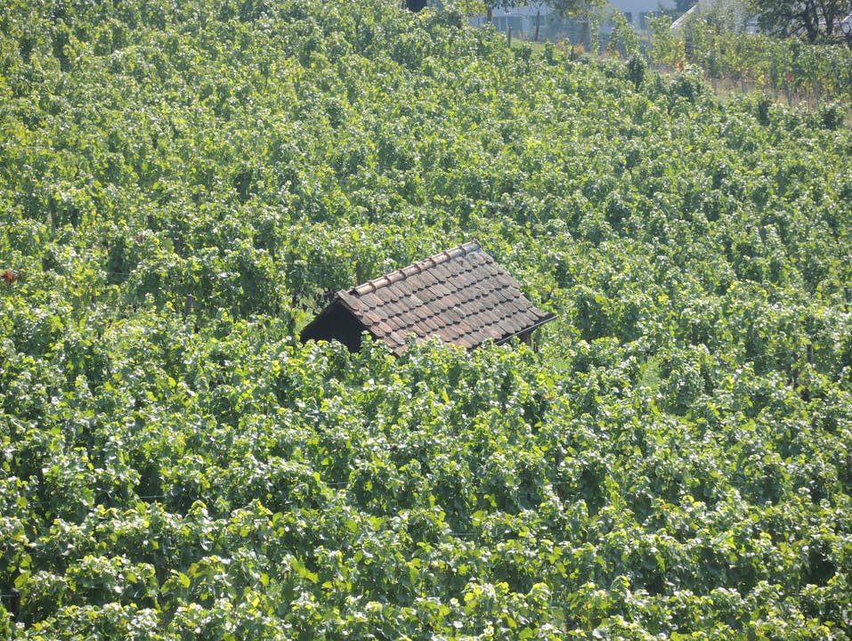 Steimer Weinbau, Wettingen