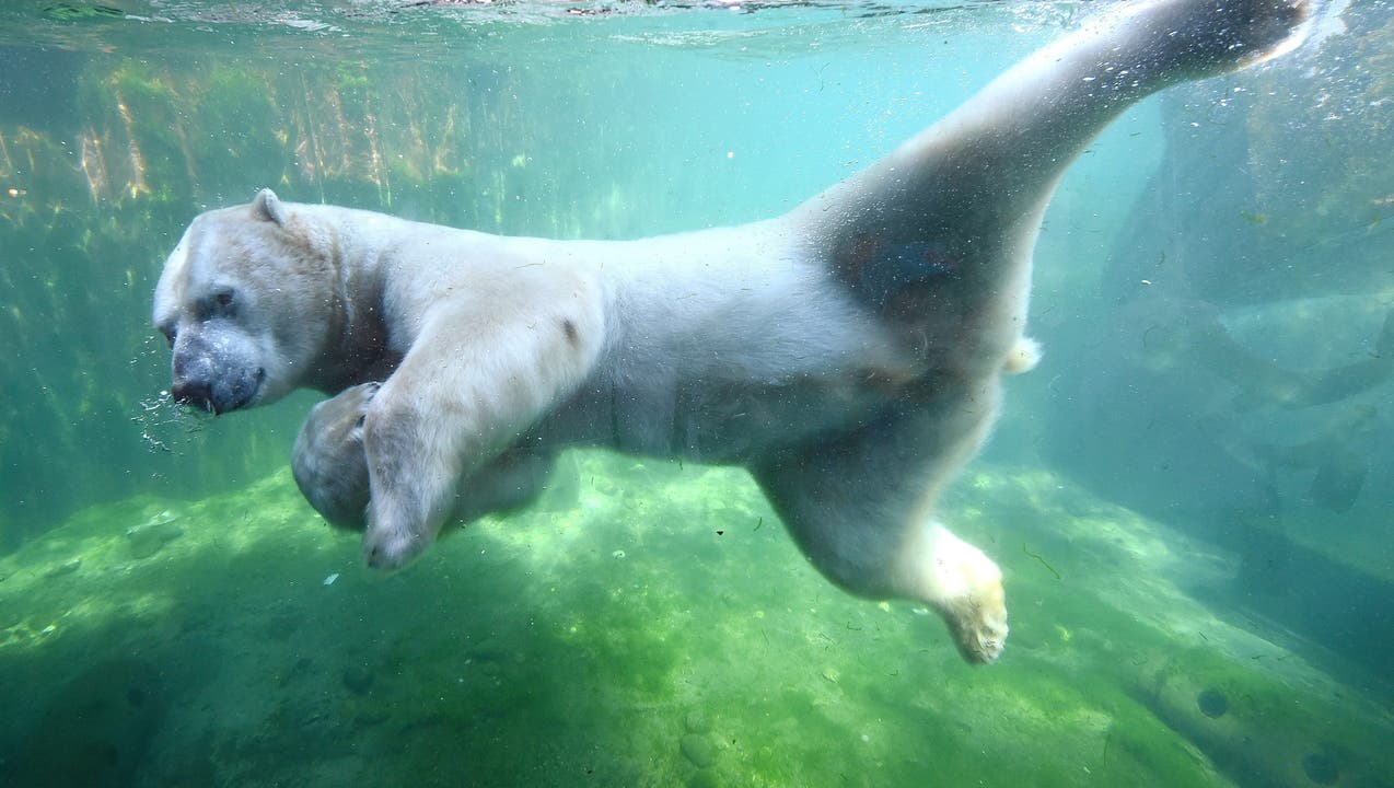 Polarbär Nanuq im Zoo Hannover.