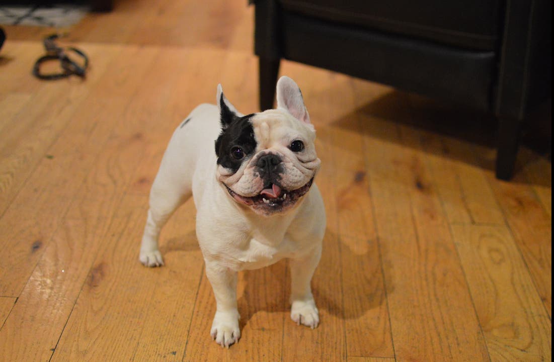 Manny the Frenchie