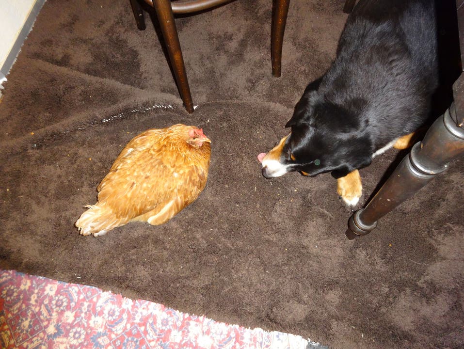 Huhn Helene kennt keine Angst vor Hund Jamie