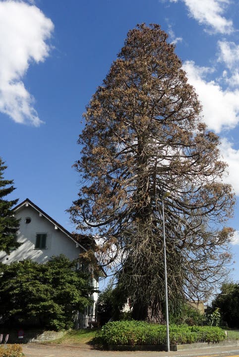 Wie gehts dem Oberrohrdorfer Wahrzeichen? Der Baum im Juli 2015.