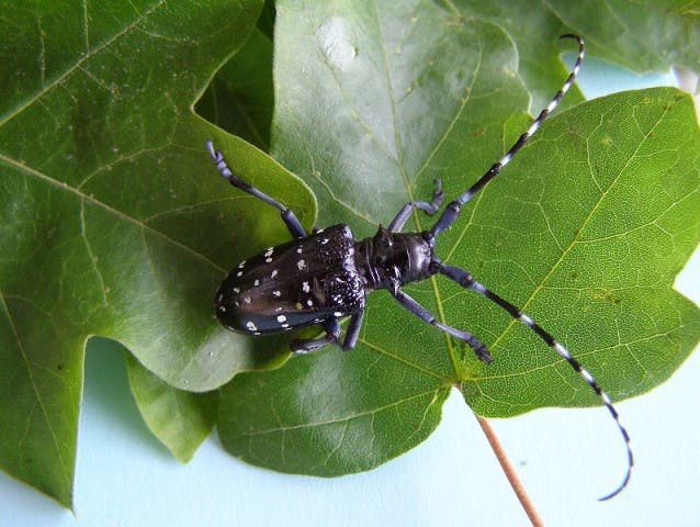 Laubholzbock-Käfer