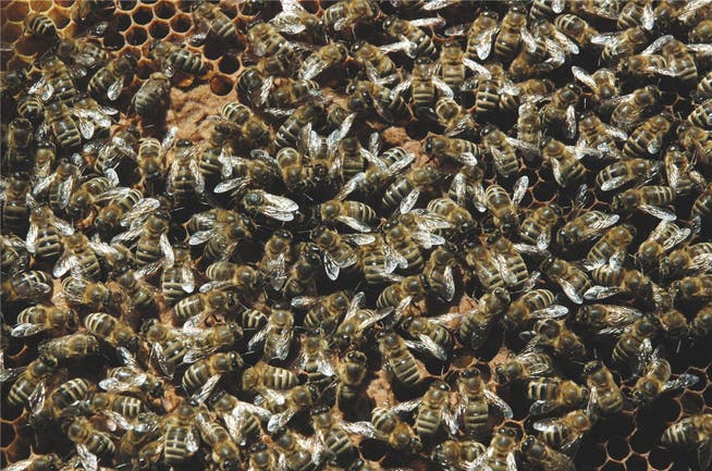 Bienen, auf dem Symbolbild in der Wabe, schwärmen auch mal in Scharen aus. az
