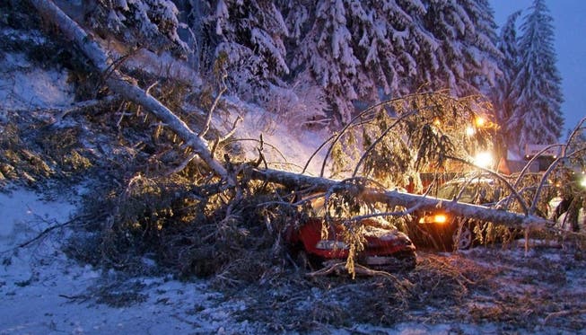 In der Region Zürich haben an mehreren Orten Bäume unter der Schneelast nachgegeben und sind auf Strassen gestürzt (Archivbild).
