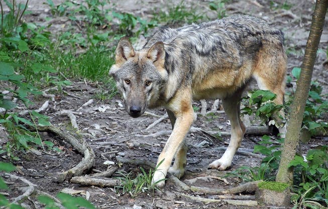 Auch Abschüsse zur Regulierung des Bestandes sollen bei Wolf (Bild) und Luchs künftig möglich sein.