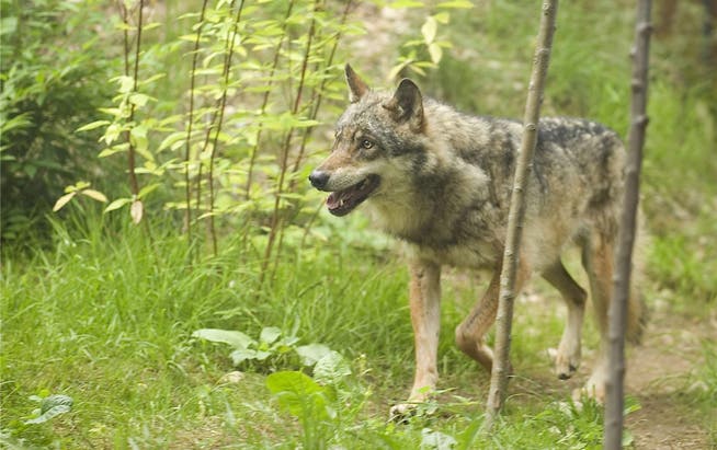 Eingriffe in den Wolfsbestand sollen - anstelle der bisherigen Regelung im „Konzept Wolf“ - detailliert auf Stufe Jagdverordnung geregelt werden.
