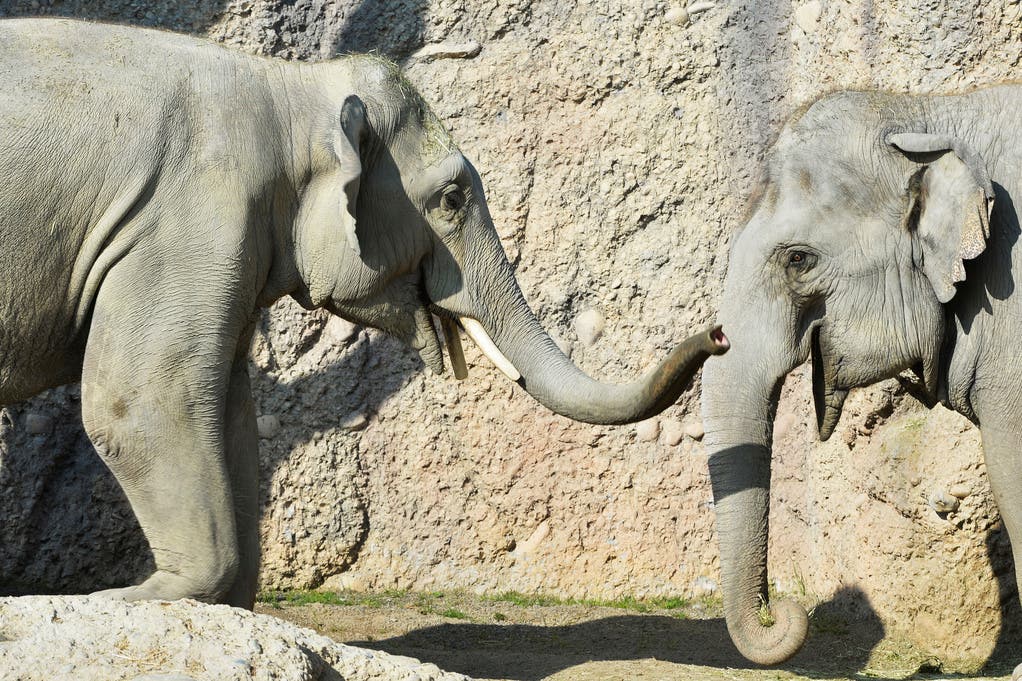Thai erkundet zum ersten Mal den Elefantenpark