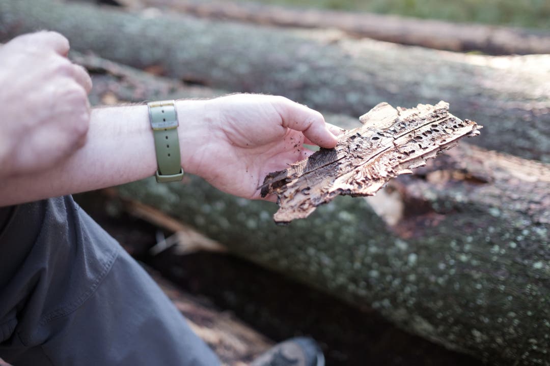 Werner Lutz zeigt die Rinde eines wegen des Borkenkäfers abgestorbenen Baumes.