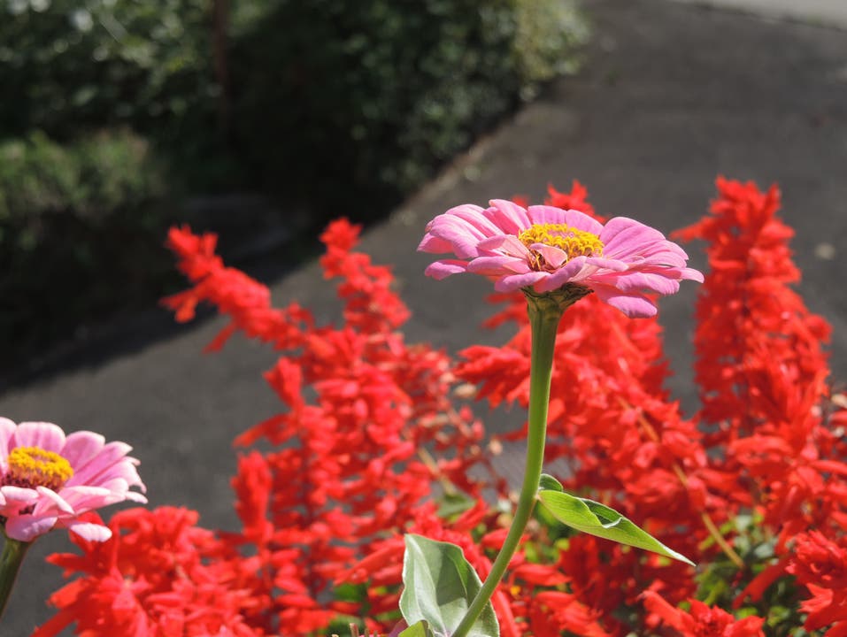 Sogar im Herbst blühen die Blumen in Elfriede Muntwylers Garten noch wie zu ihren besten Zeiten