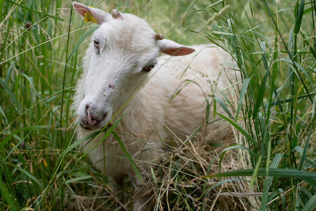Rasen-Määäher: Die von der Stadtgärtnerei gemieteten Skudde-Schafe beim Allschwilerweiher.