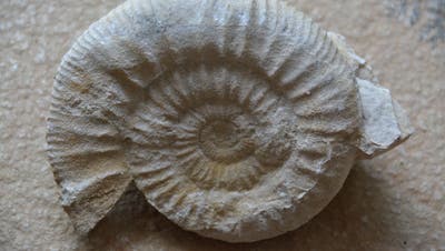 Schöne Erinnerung: Bei Abrissarbeiten sind Ammoniten aufgetaucht