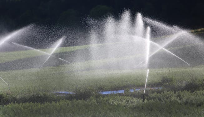 Die intensive Nutzung von Flusswasser zu landwirtschaftlichen Zwecken wird im Kanton Solothurn momentan noch nicht beschränkt.
