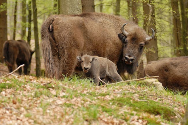 Bleibt es eine Vision, oder wird man – so wie hier am Rothaarsteig – im Naturpark Thal dereinst einem Muttertier mit Kalb begegnen?