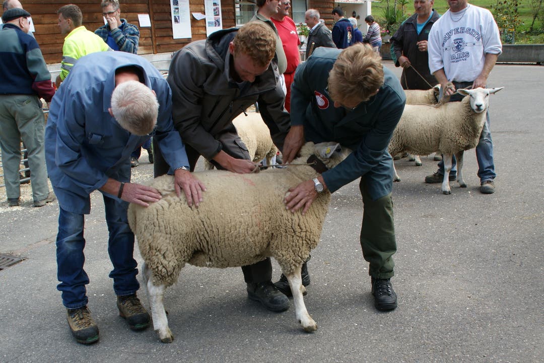 Die beiden Richter (rechts und links) beurteilen das Schaf und die Qualität seiner Wolle