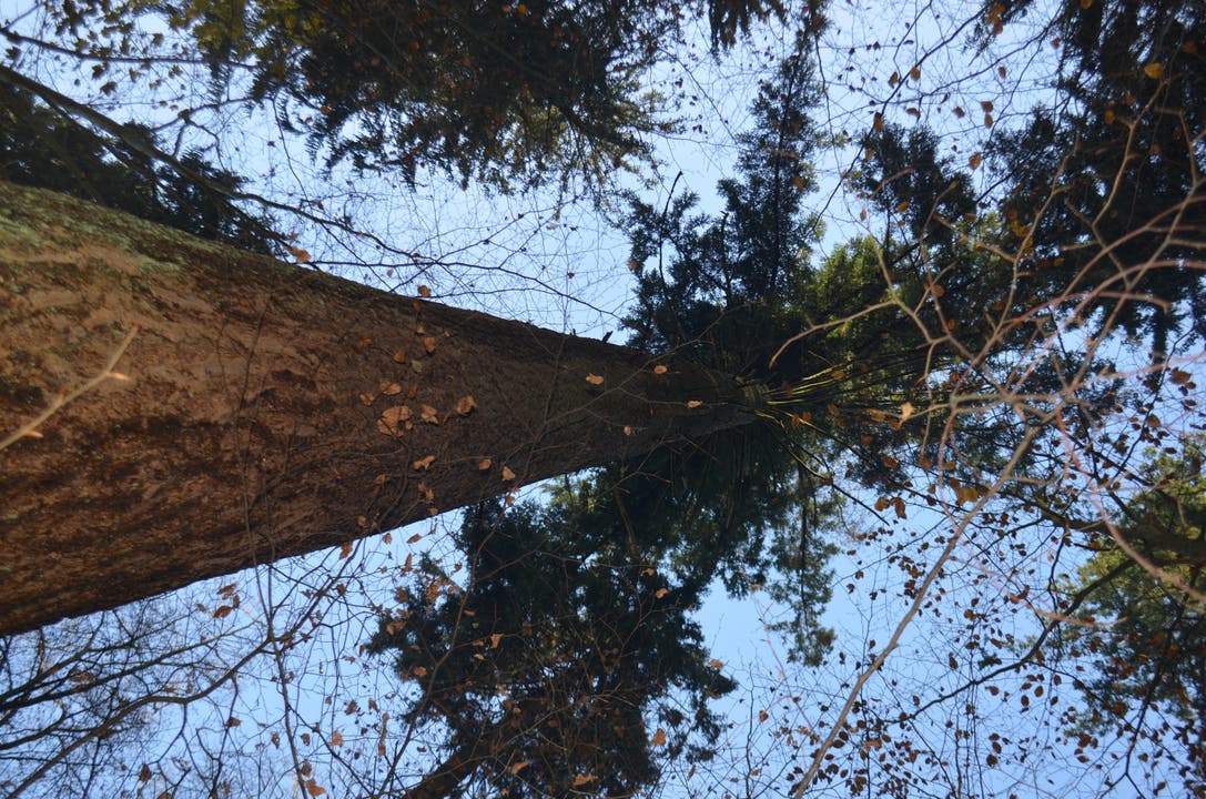 Blick in die Krone des 50 Meter hohen Baums