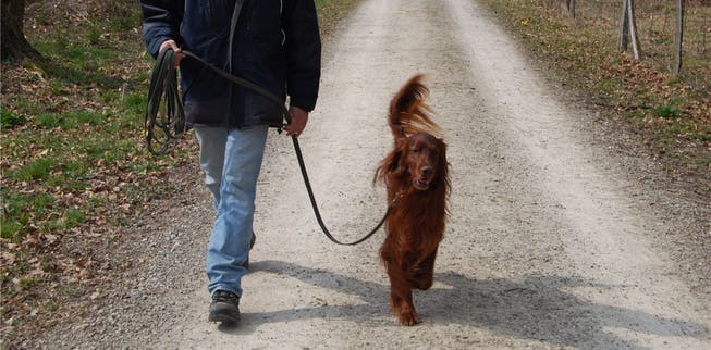 20 Franken für jeden Hund: Die Gemeinde Dornach muss bezahlen