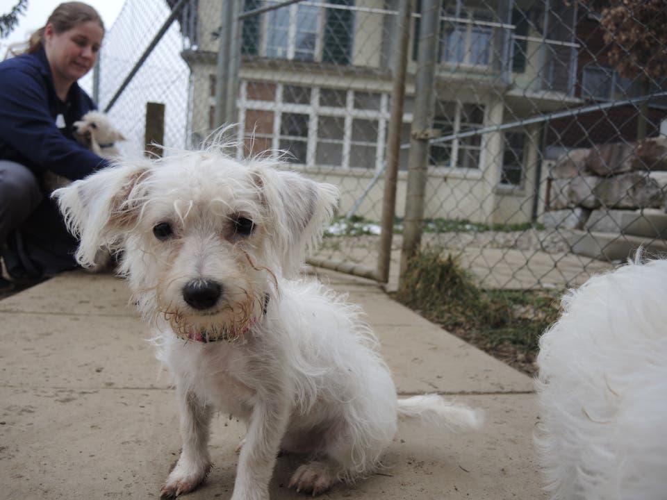 Tierheim Untersiggenthal Vernachlässigte Hunde lernen nun «Sitz» und