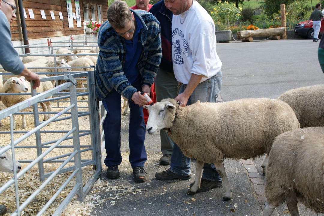 Schafe, die bereits beurteilt wurden, bekommen einen roten Strich über die Stirn