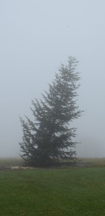 Noch einsam, schief und nackt im Nebel: DerWeihnachtsbaum auf dem Chnübel in Dürrenäsch. kus