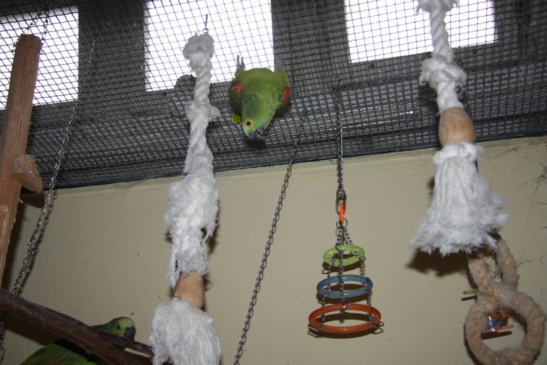 Für die verspielten Papageien gibt es genug Möglichkeiten zum Herumturnen