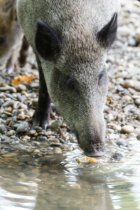 Wildschweine wurden dabei beobachtet, wie sie ihr Futter waschen.