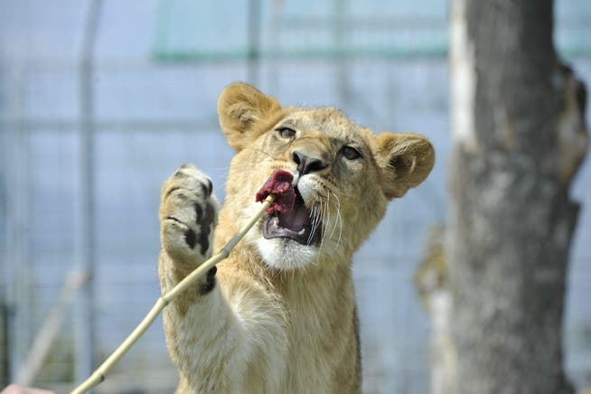 Die junge Löwin schnappt sich das Fleischstück. 7 Tiger, 4 Löwen, 7 Pumas, 1 Kragenbär und etliche Haustiere leben im Raubtierpark von René Strickler