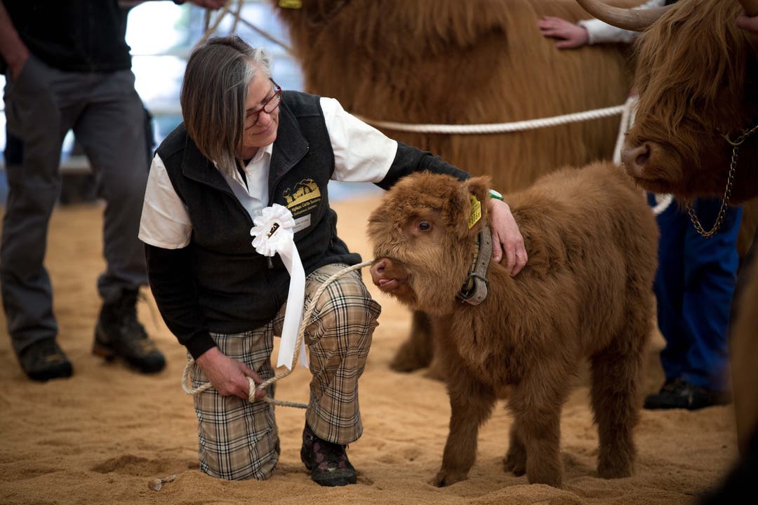 Highland Cattle Show Lommiswil
