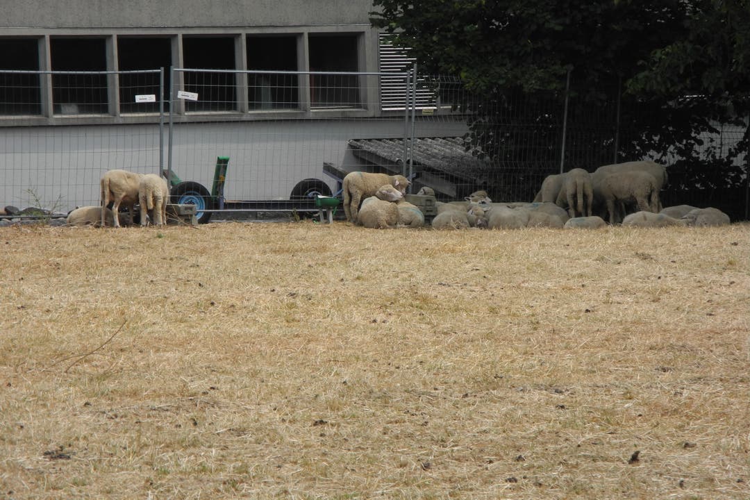 Die Schafe blöken, weil sie um Brot betteln, sagt Besitzer Müller