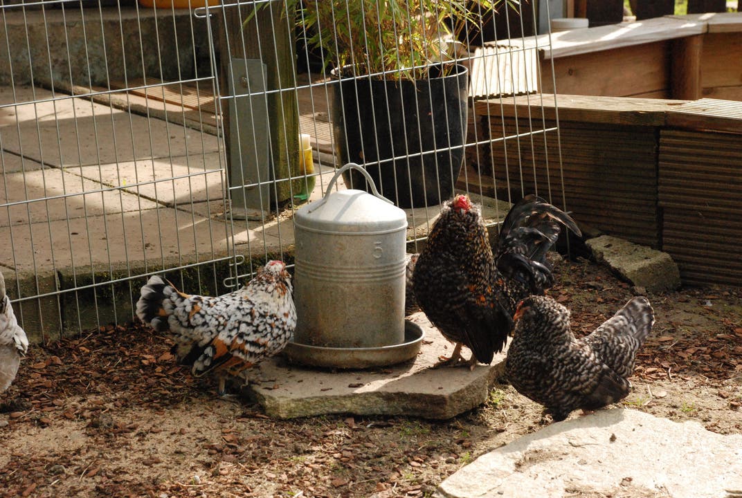 Diese Hühner haben einen ganzen Garten für sich