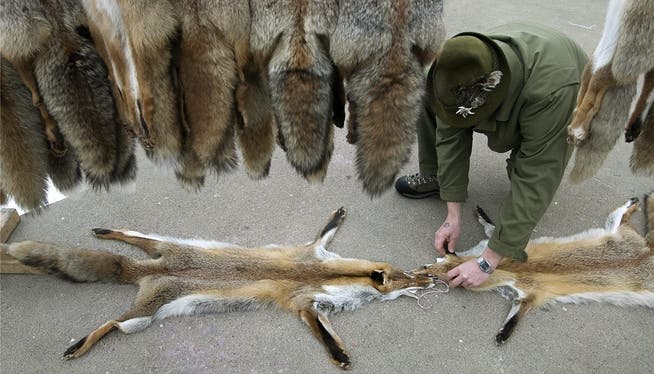An Fellmärkten werden die Rotfüchse von den Jägern an Fellhändler verkauft.