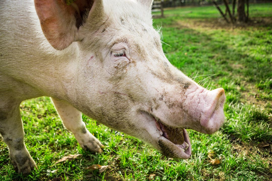 Fr. 3.30 erhält Räss derzeit pro Kilo Schlachtgewicht Schweinefleisch.