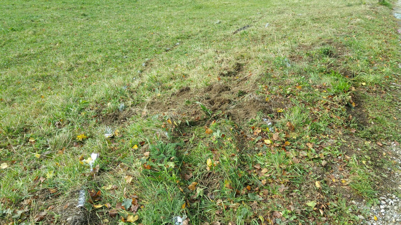 Spuren im Gras