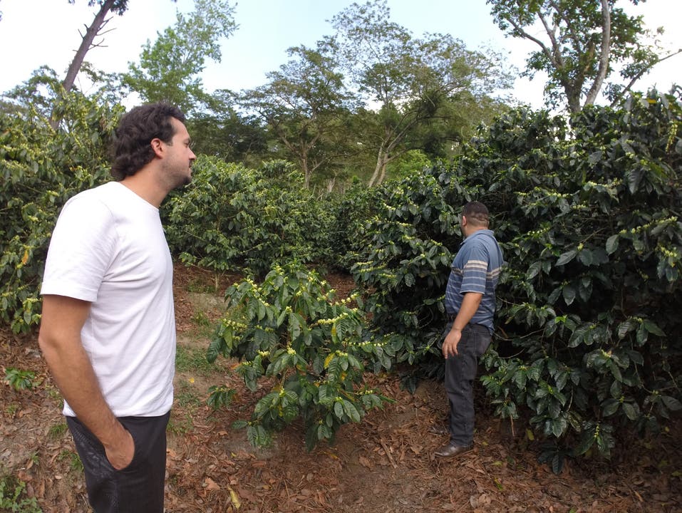 Christian Burri, Mitgründer von algrano (l.), besucht Produzent Jorge Nelson und seine blühenden Kaffeefelder in Ocotal Nicaragua.