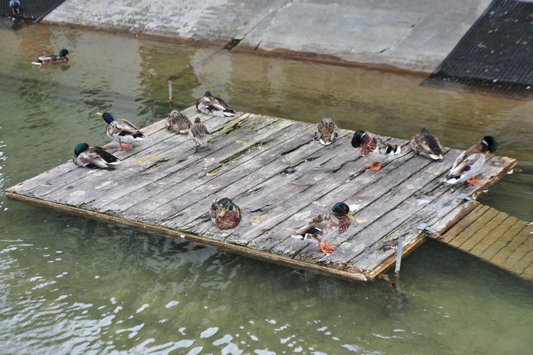 Die Plattformen für die Enten sind in einem schlechten Zustand